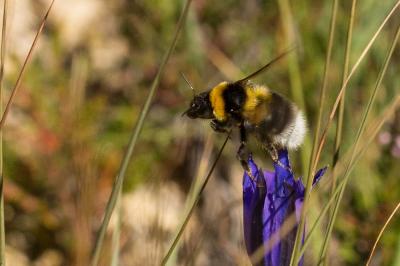 Bourdon des jardins Bombus hortorum (Linnaeus, 1760)