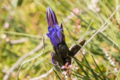  Xylocopa Latreille, 1802