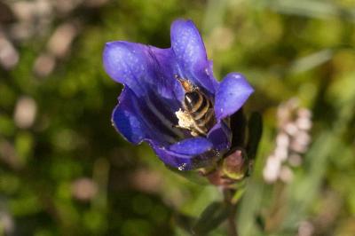 Abeille domestique, Abeille européenne, Abeille me Apis mellifera Linnaeus, 1758