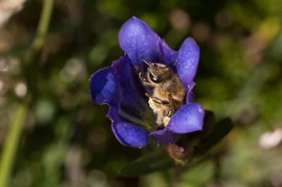 Abeille domestique, Abeille européenne, Abeille me Apis mellifera Linnaeus, 1758