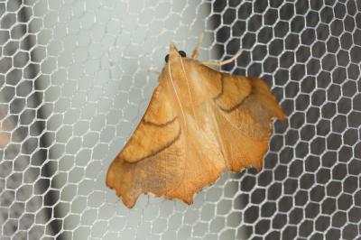 Ennomos du Frêne (L'), Ennomos bicolore (L') Ennomos fuscantaria (Haworth, 1809)