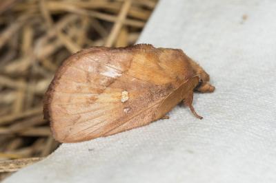 Buveuse (La) Euthrix potatoria (Linnaeus, 1758)