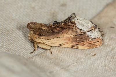 Capuchon (Le) Ptilodon cucullina (Denis & Schiffermüller, 1775)