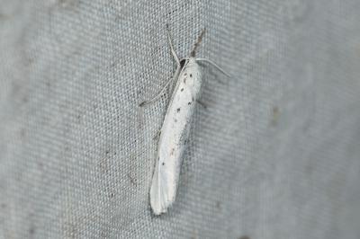 Ecaille de l'Ortie (L') Spilosoma urticae (Esper, 1789)