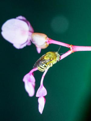 Amégille bavarde Amegilla garrula (Rossi, 1790)