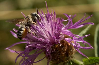  Megachile albisecta (Klug, 1817)