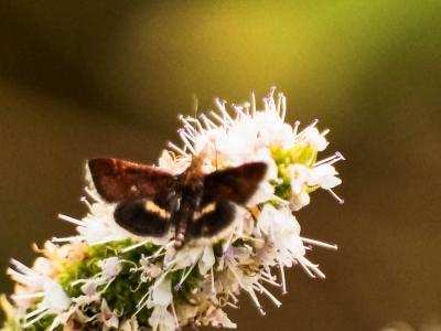  Pyrausta obfuscata (Scopoli, 1763)