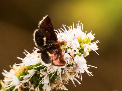  Pyrausta obfuscata (Scopoli, 1763)