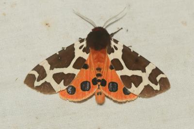 Ecaille Martre (L'), Hérissonne (La) Arctia caja (Linnaeus, 1758)
