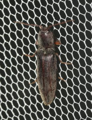  Stenagostus rhombeus (Olivier, 1790)