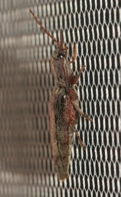  Stenagostus rhombeus (Olivier, 1790)