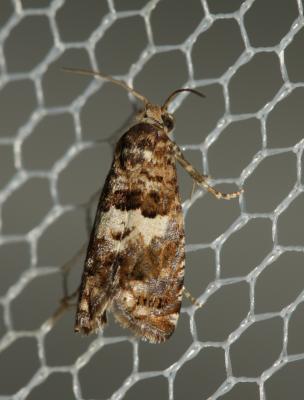  Epiblema costipunctana (Haworth, 1811)