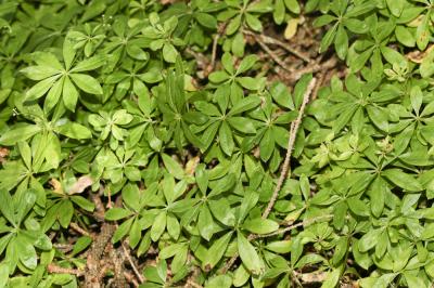 Aspérule odorante, Belle-étoile, Gaillet odorant Galium odoratum (L.) Scop., 1771