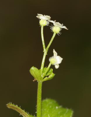 Aspérule odorante, Belle-étoile, Gaillet odorant Galium odoratum (L.) Scop., 1771