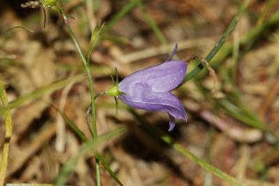 Campanule à feuilles rondes Campanula rotundifolia L., 1753