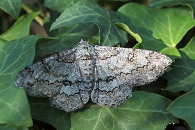 Boarmie lunulée (La) Ascotis selenaria (Denis & Schiffermüller, 1775)