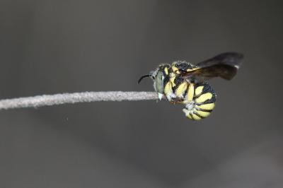  Anthidiellum strigatum (Panzer, 1805)