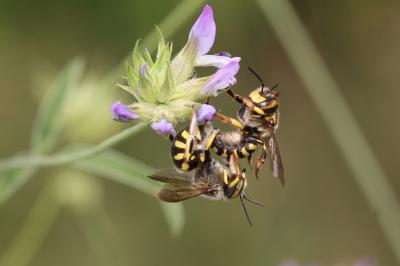  Anthidium florentinum (Fabricius, 1775)