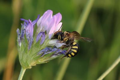  Anthidium florentinum (Fabricius, 1775)