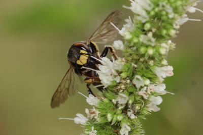  Anthidium florentinum (Fabricius, 1775)