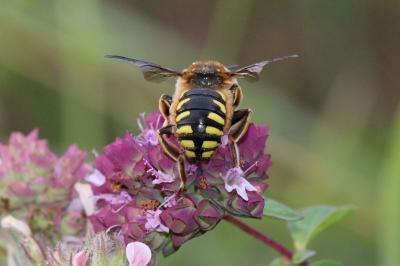  Anthidium florentinum (Fabricius, 1775)