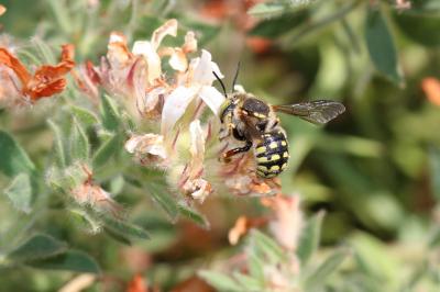  Anthidium loti Perris, 1852