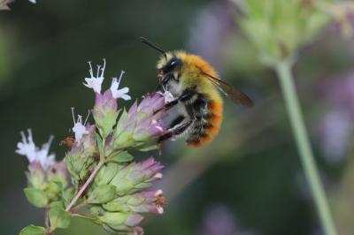 Bourdon des champs Bombus pascuorum (Scopoli, 1763)