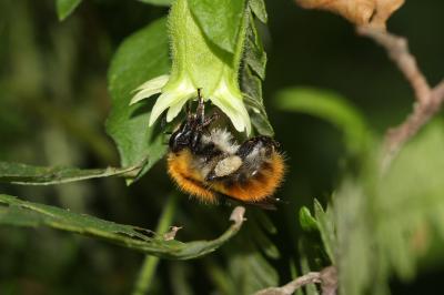 Bourdon des champs Bombus pascuorum (Scopoli, 1763)