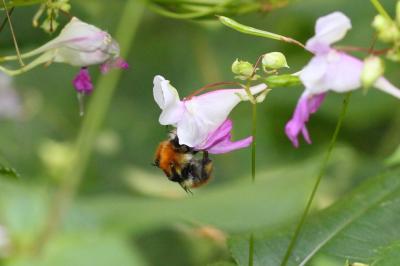 Bourdon des champs Bombus pascuorum (Scopoli, 1763)