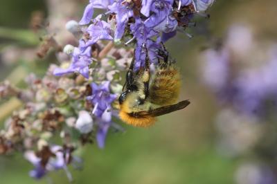 Bourdon des champs Bombus pascuorum (Scopoli, 1763)