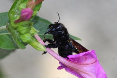 Abeille charpentière, Xylocope violet Xylocopa violacea (Linnaeus, 1758)