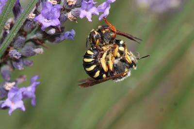  Rhodanthidium septemdentatum (Latreille, 1809)