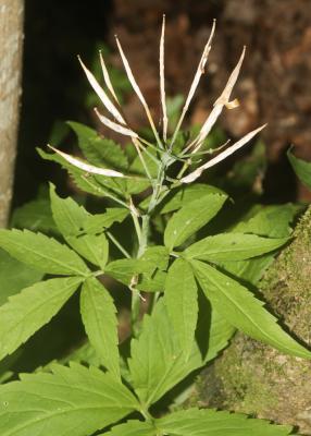Dentaire pennée Cardamine heptaphylla (Vill.) O.E.Schulz, 1903
