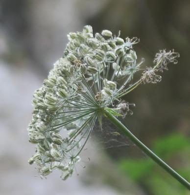 Laser à feuilles larges, Laser blanc Laserpitium latifolium L., 1753