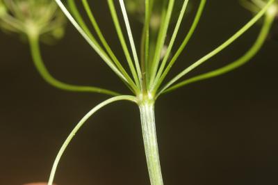 Pogagraire, Herbe aux goutteux, Fausse Angélique Aegopodium podagraria L., 1753