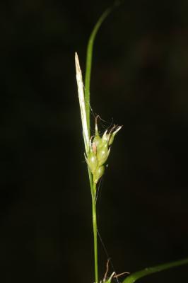 Laîche appauvrie, Laîche à épis grêles et peu four Carex depauperata Curtis ex With., 1787