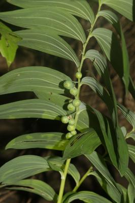 Sceau de Salomon multiflore, Polygonate multiflore Polygonatum multiflorum (L.) All., 1785