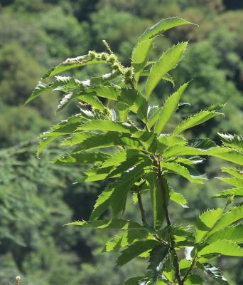 Chataignier, Châtaignier commun Castanea sativa Mill., 1768
