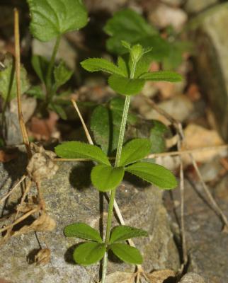 Gaillet à feuilles rondes Galium rotundifolium L., 1753