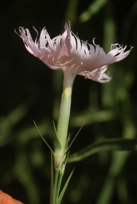 Oeillet de Montpellier Dianthus hyssopifolius L., 1755