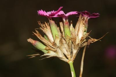 Oeillet des Chartreux Dianthus carthusianorum L., 1753
