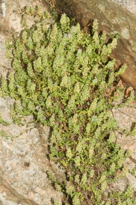 Thym luisant Thymus nitens Lamotte, 1881
