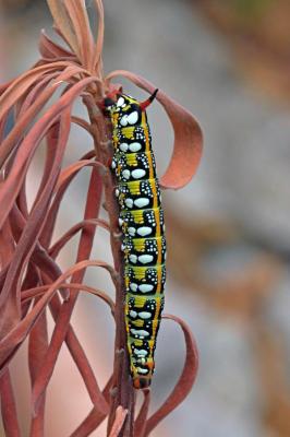 Sphinx de l'Euphorbe (Le) Hyles euphorbiae (Linnaeus, 1758)