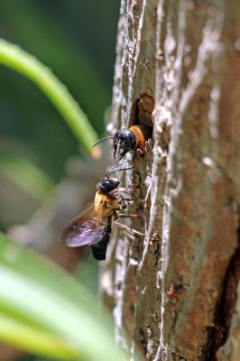  Megachile sculpturalis Smith, 1853