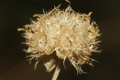 Jasione des montagnes, Herbe à midi Jasione montana L., 1753