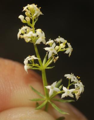 Gaillet oblique Galium obliquum Vill., 1785