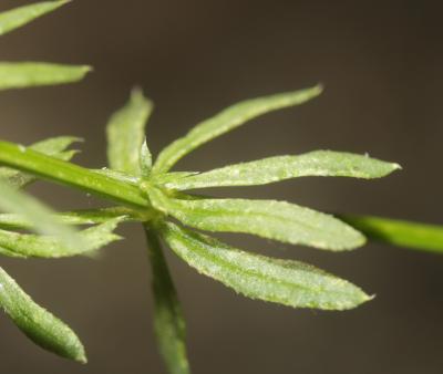 Gaillet oblique Galium obliquum Vill., 1785