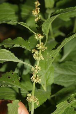 Patience à feuilles obtuses, Patience sauvage Rumex obtusifolius L., 1753
