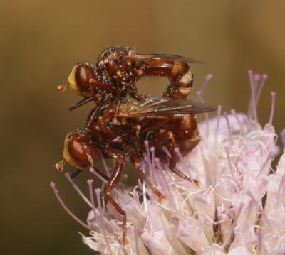  Sicus ferrugineus (Linnaeus, 1760)