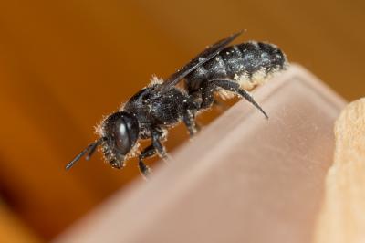 Hoplitis leucomelana (Kirby, 1802)